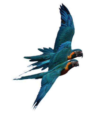 Parrot Chronicles Article