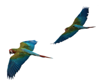 birdBG2